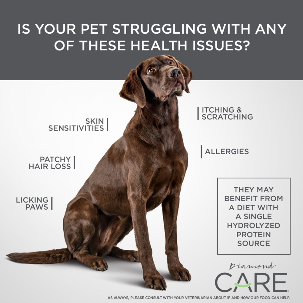 A seated brown dog.