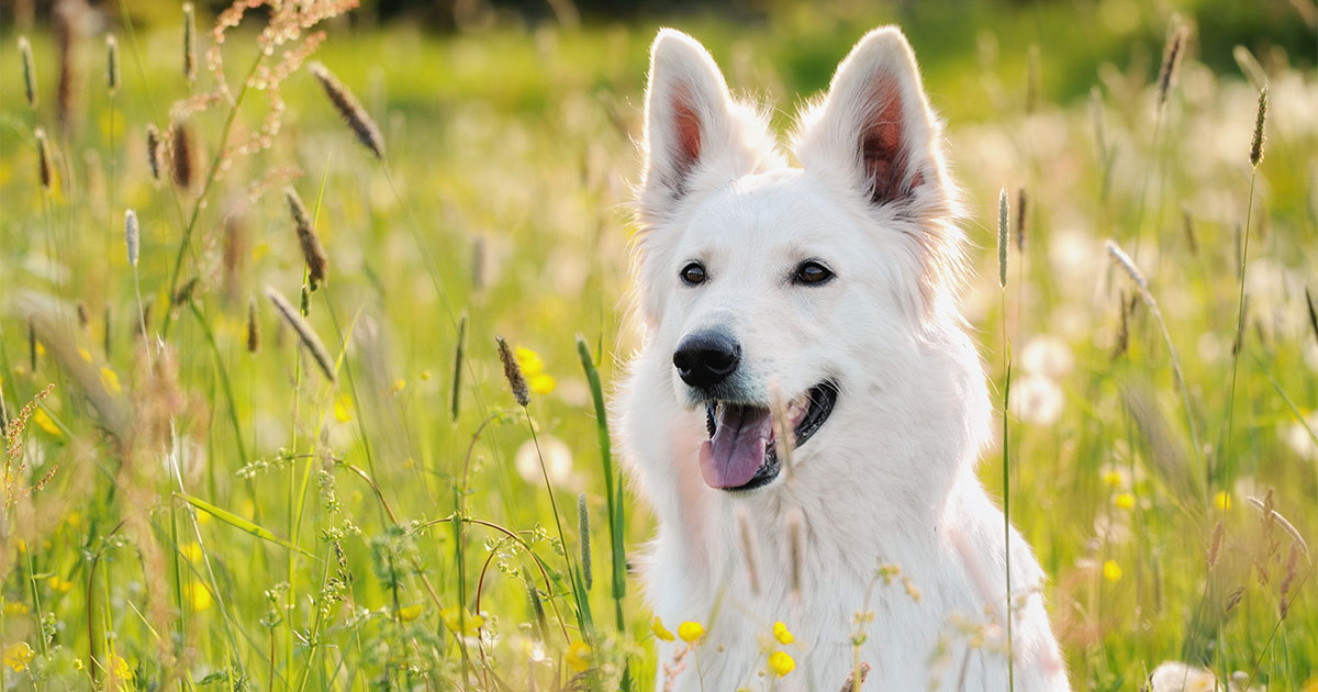 Dog Sitting on a Wildflower Field | Diamond Pet Foods