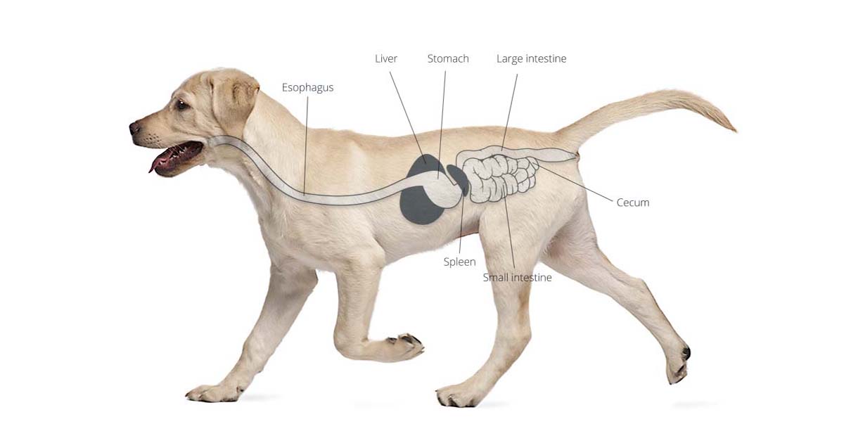 Digestive System Infographic | Diamond Pet Food