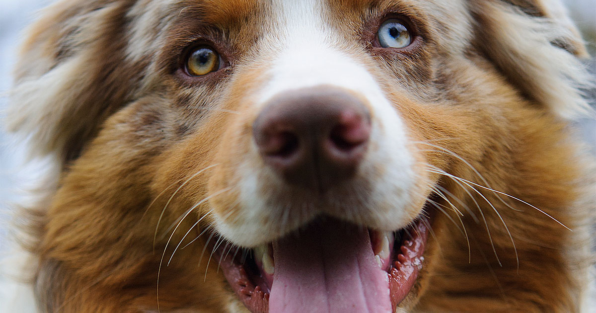 Dog with Tongue Out | Diamond Pet Foods