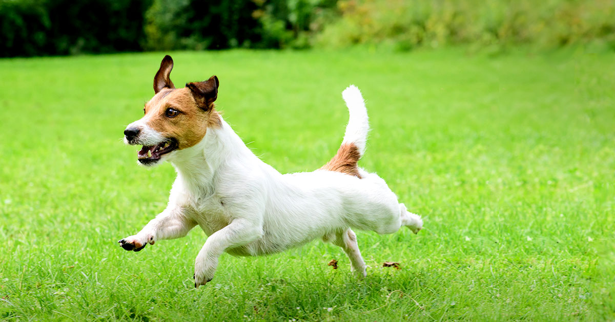 A jack russell terrier running through the grass outside.