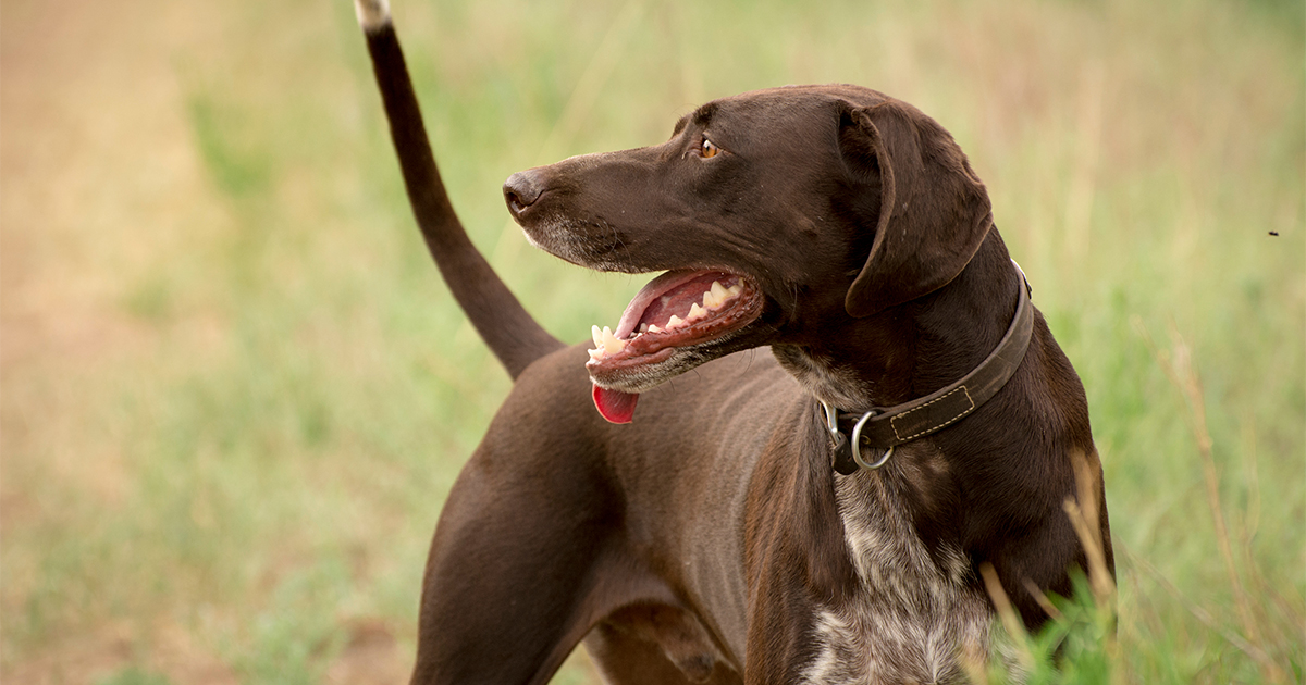 A brown dog panting while standing in tall green grass.