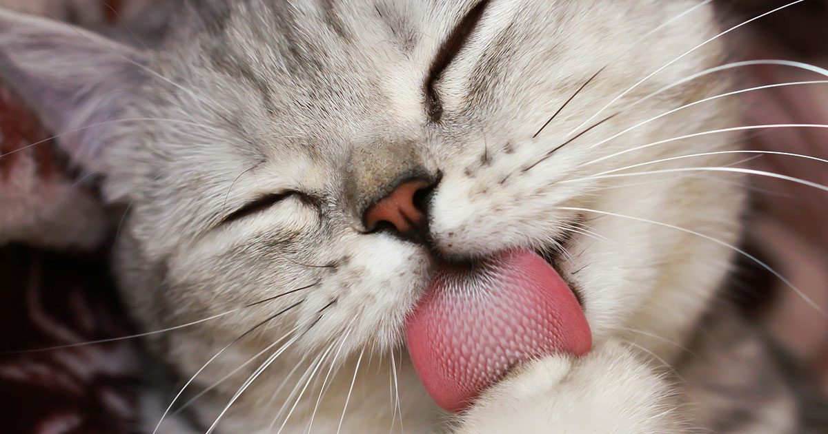 A cat licking its paw. | Diamond Pet Foods