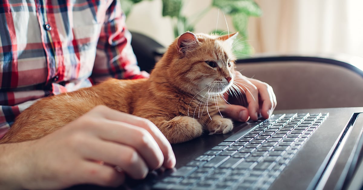 A cat lying in the lap of a person using a laptop computer.