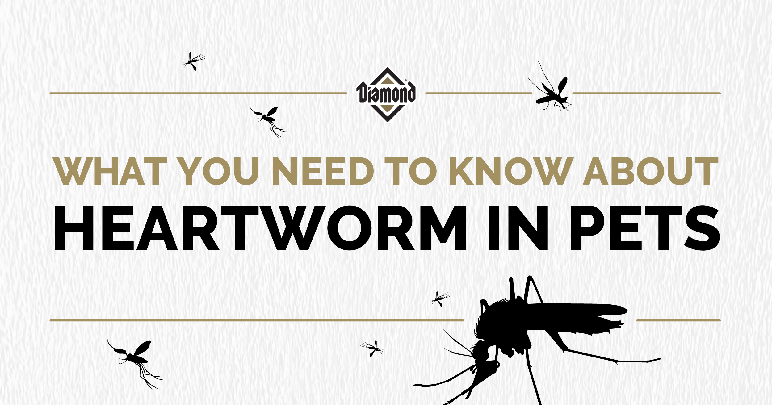 What You Need to Know About Heartworm in Pets Header Image