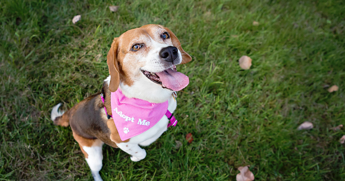 A dog playing outside. | Diamond Pet Foods