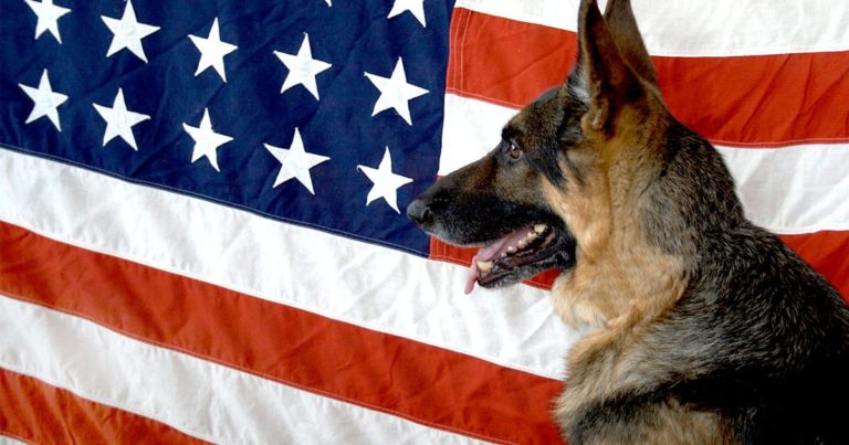 German Shepherd in Front of the American Flag | Diamond Pet Foods