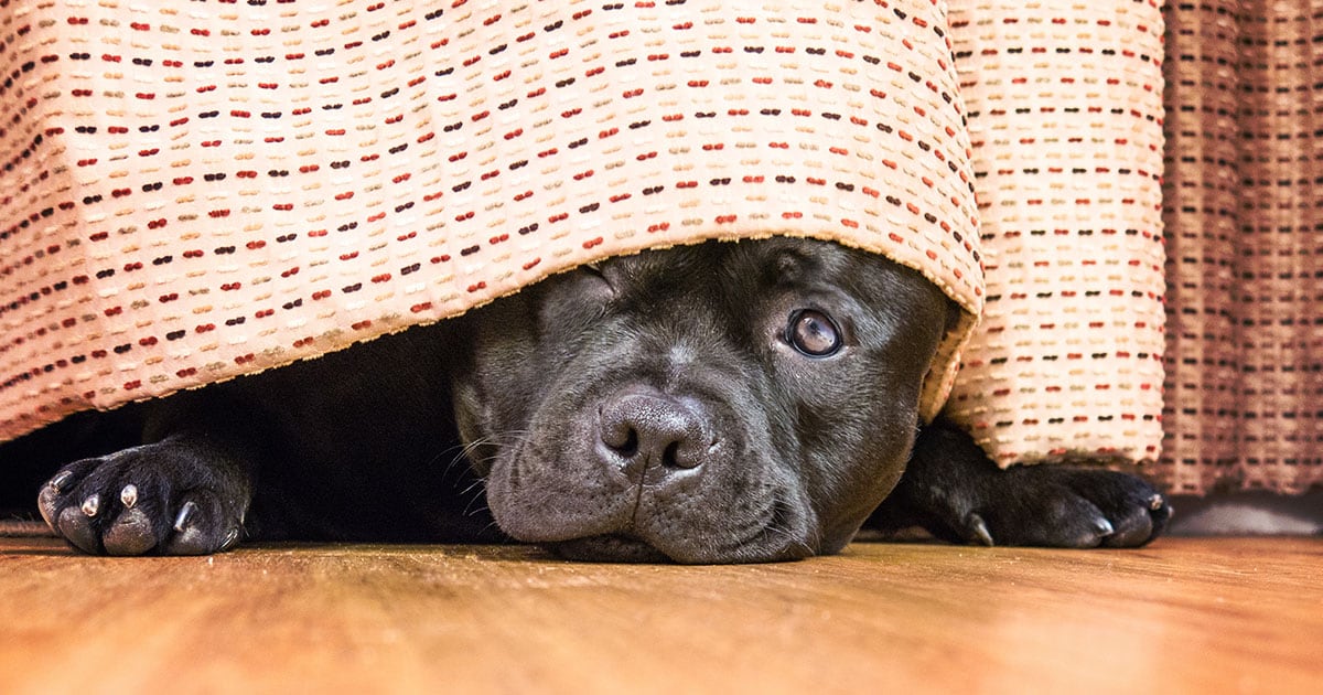 A shy dog hiding on the floor under curtains.