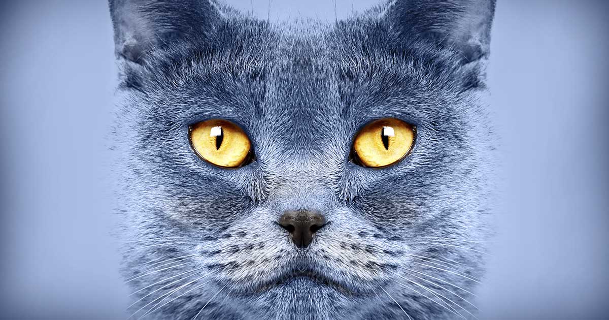 A close-up of a gray cat with glowing yellow eyes.