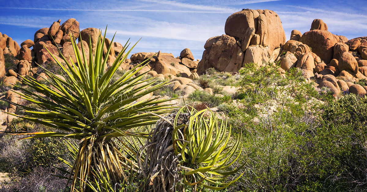 A Yucca schidigera plant growing in the desert.