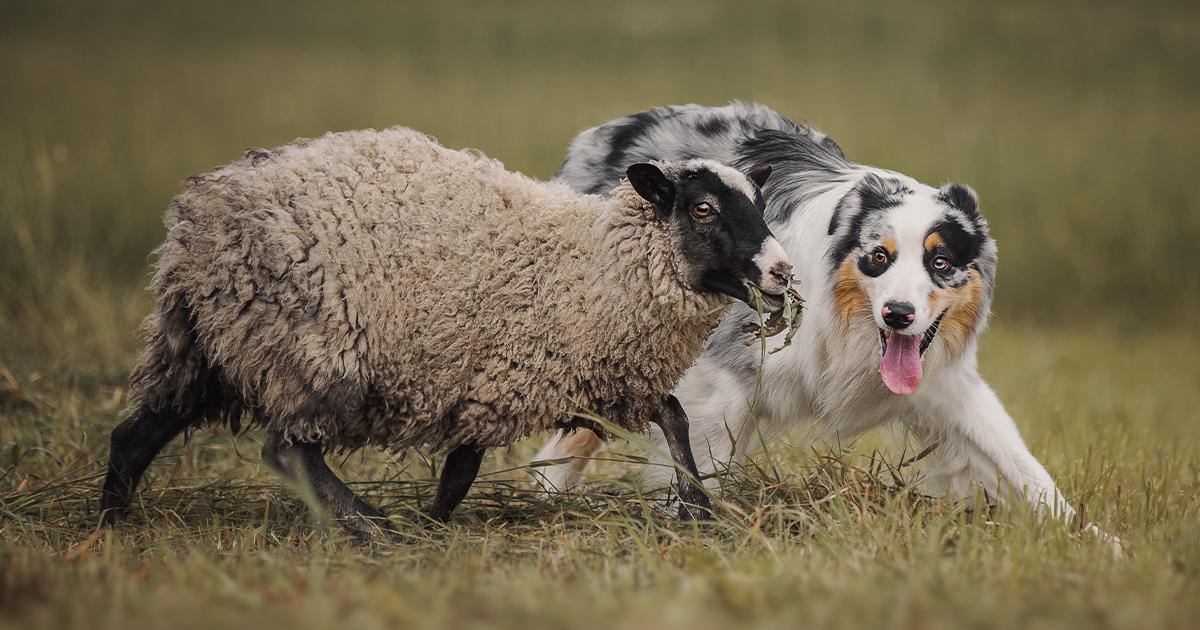 An Australian shepherd dog herding a small sheep in a green pasture.