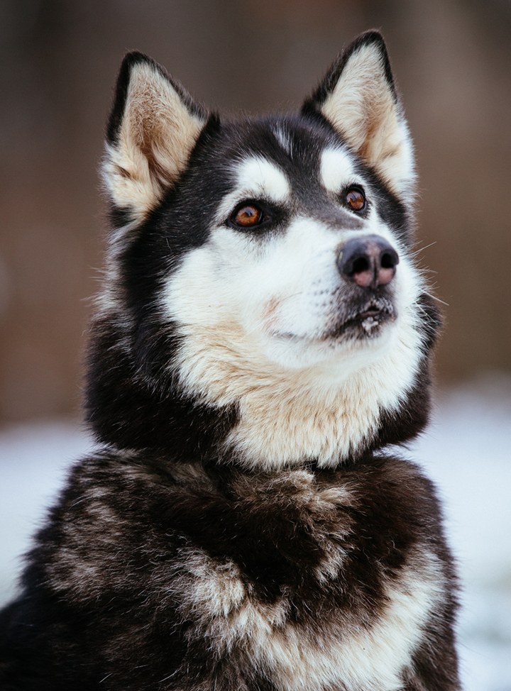 breakaway sled dogs