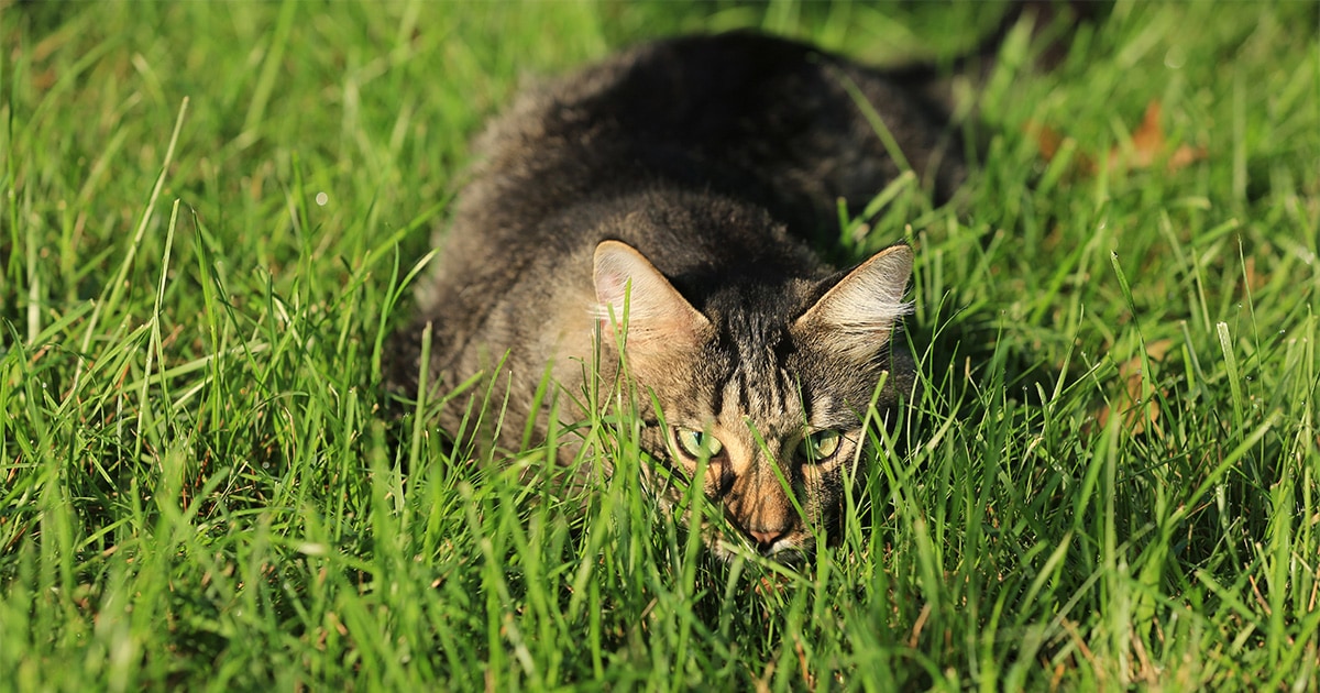 Adult cat lying low in green grass.