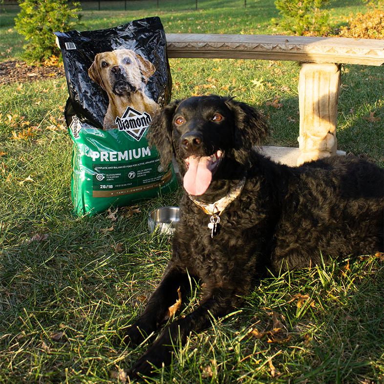 A black goldendoodle lying outside in the grass next to an empty metal dog food bowl and a bag of Diamond Premium Formula for Dogs.
