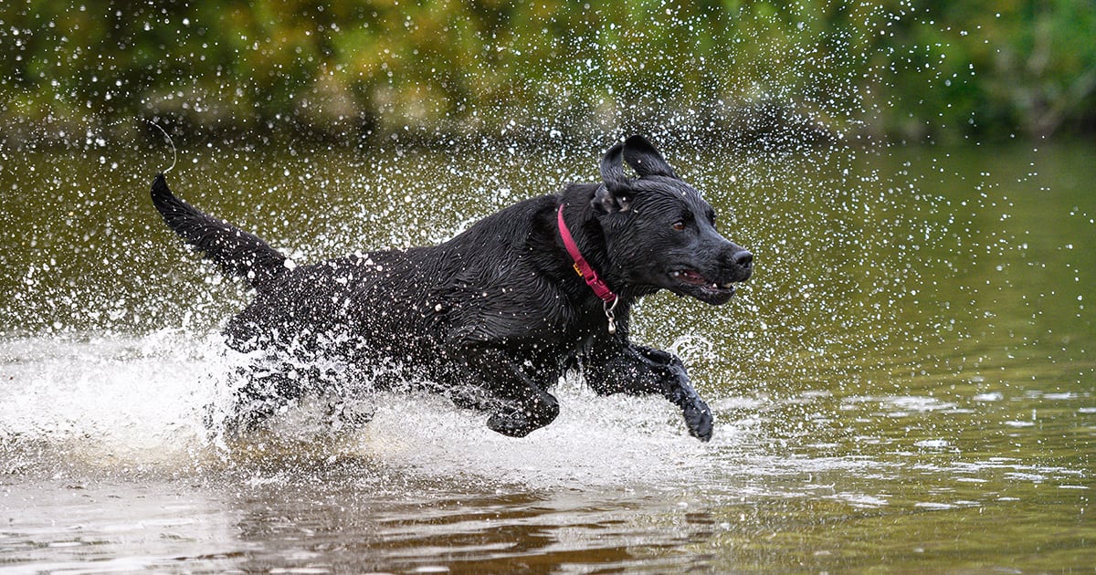 A Labrador retriever running through shallow water.