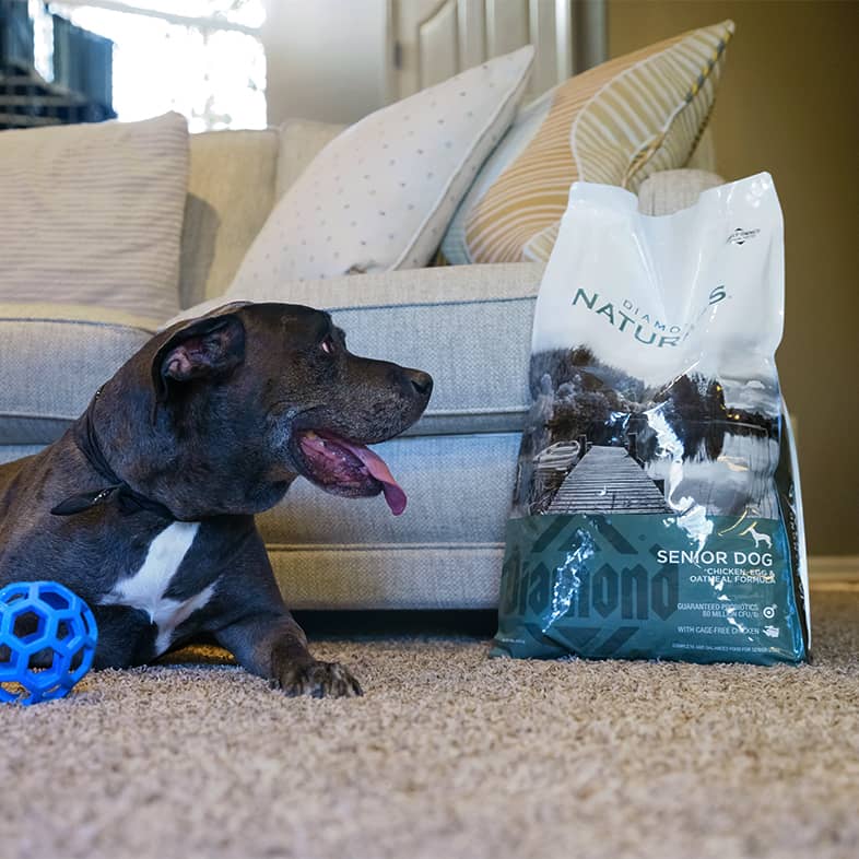 A black and white dog lying on the floor next to a couch while staring at a bag of Diamond Naturals Senior Dog Chicken, Egg & Oatmeal Formula.