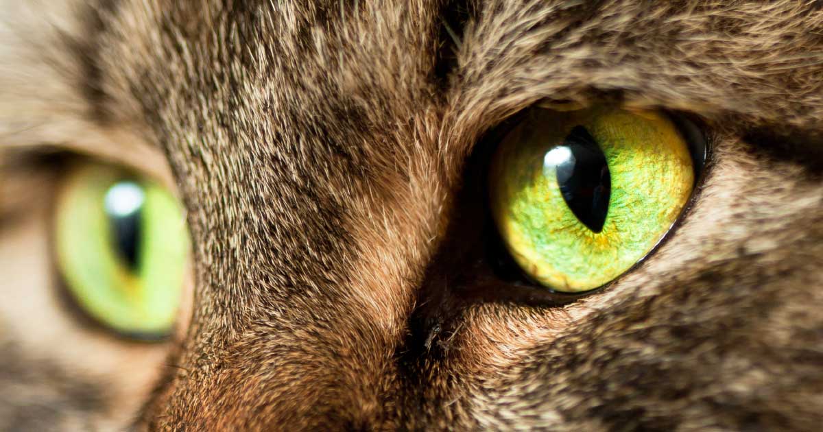 A close-up of a cat's green eyes.