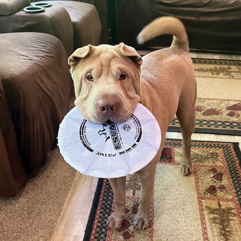A Chinese Shar-Pei standing in a living room holding a frisbee golf disk in its mouth.