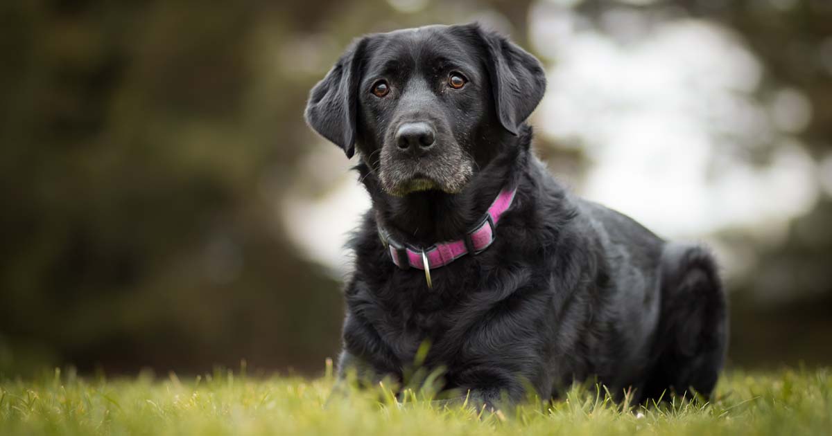 A close-up of a black dog wearing a pink collar lying outside in grass.