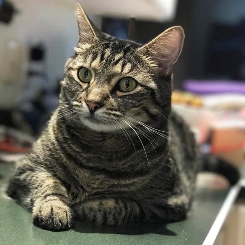 A close-up of a black and tan striped cat lying on a green countertop.