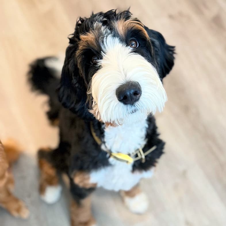 A close-up of a black, white and tan Bernese mountain dog sitting on a kitchen floor waiting patiently for food.