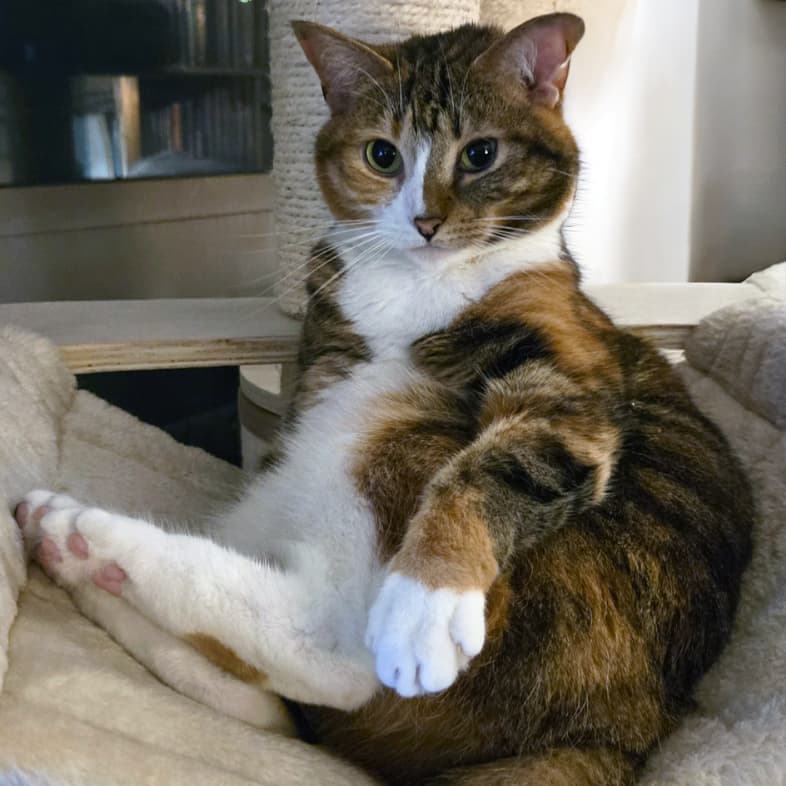 A close-up of a black, white and tan cat sitting comfortably in a cat tree.