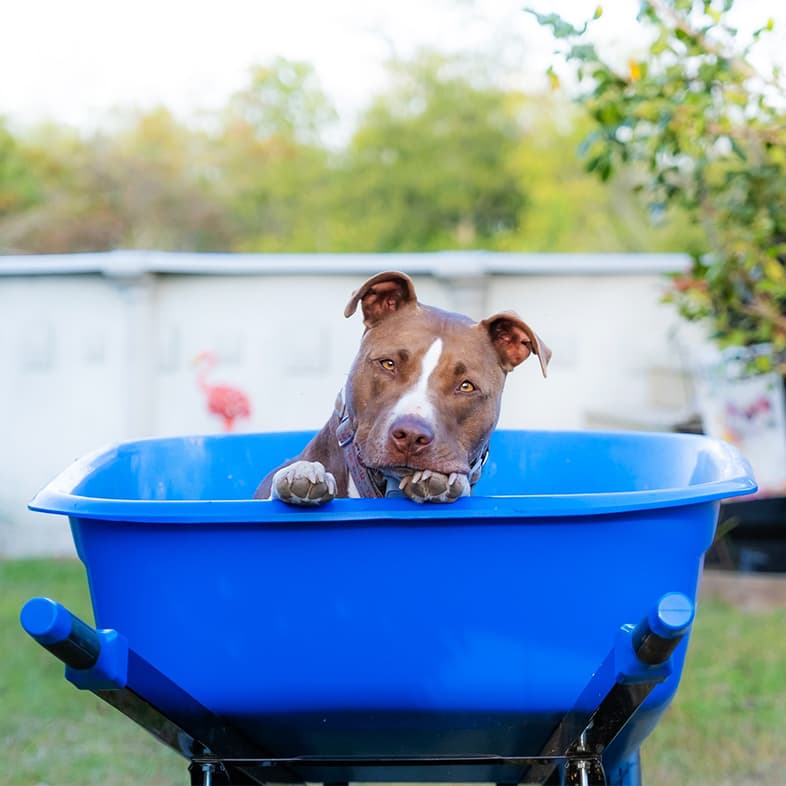 A close-up of a brown and white dog peeking its head and front paws up from inside a blue wheelbarrow.