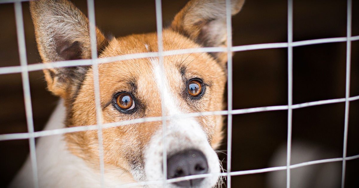 A close-up of a brown and white dog staring from behind a wire gate.