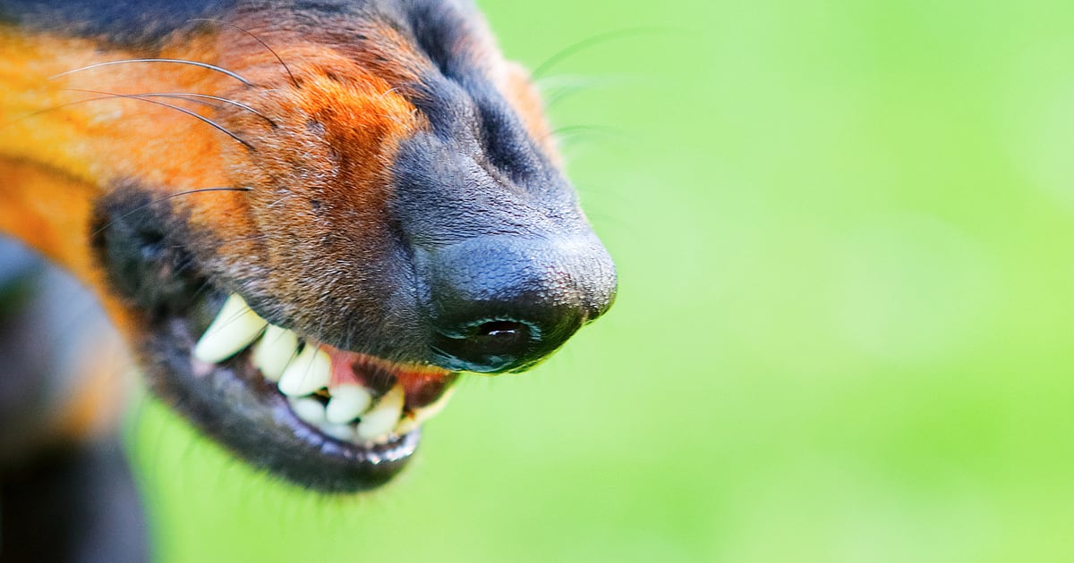 A close-up of a dog’s mouth growling and showing its teeth.