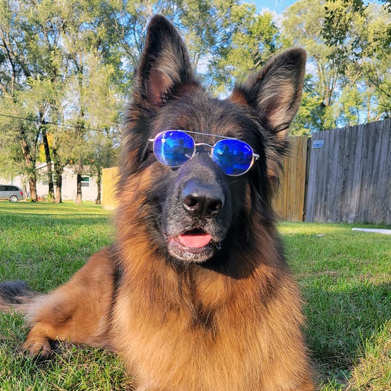 A close-up of a German shepherd wearing blue sunglasses while lying in the grass outside in the sun.