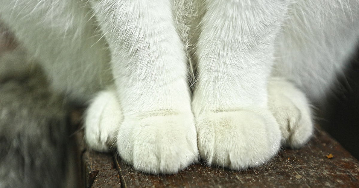 A close-up of the paws of a white cat that's sitting on a ledge.