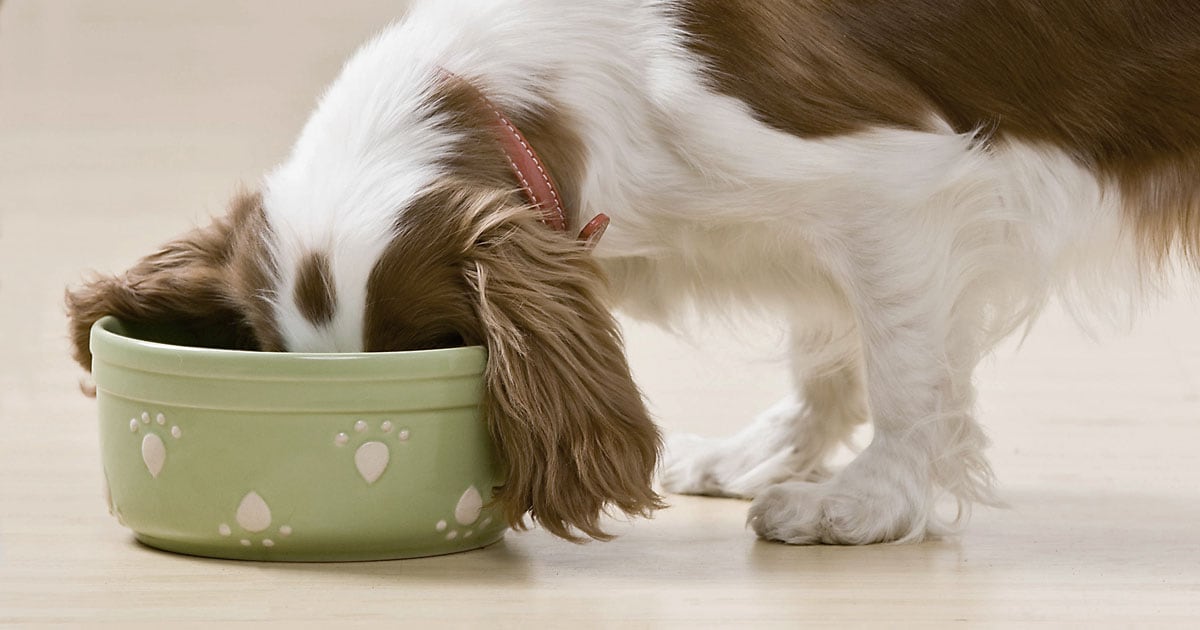 A white and brown dog with its head buried in a green ceramic bowl full of food.