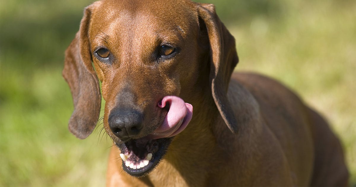 Close-Up of Dog's Face While Standing Outside | Diamond Pet Foods