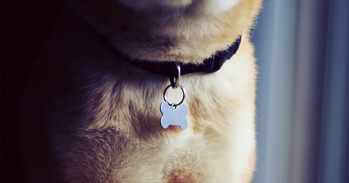 A close-up of a dog wearing a collar with a blank name tag.