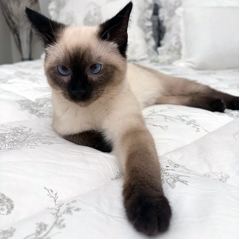 A close-up of a Siamese cat with bright blue eyes lying on a white bed.