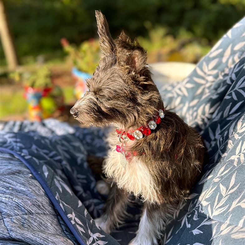 A close-up of a small gray and white wire-haired dog siting in the sunshine on a blue blanket.