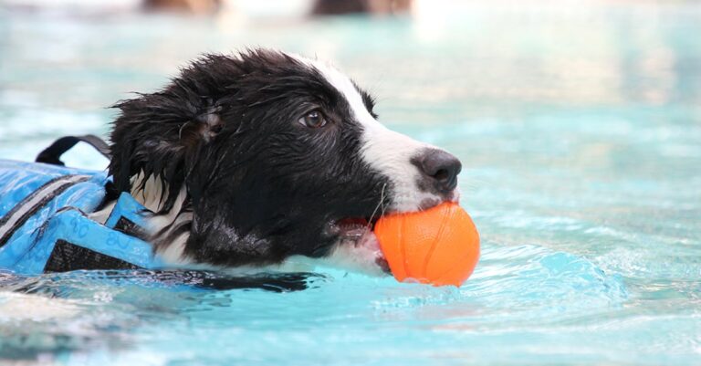 A close-up of a white and black dog wearing a blue life vest while swimming in a pool with an orange ball in its mouth.