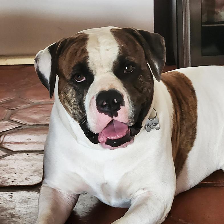A close-up of a white and brown American bulldog lying on a tiled floor.