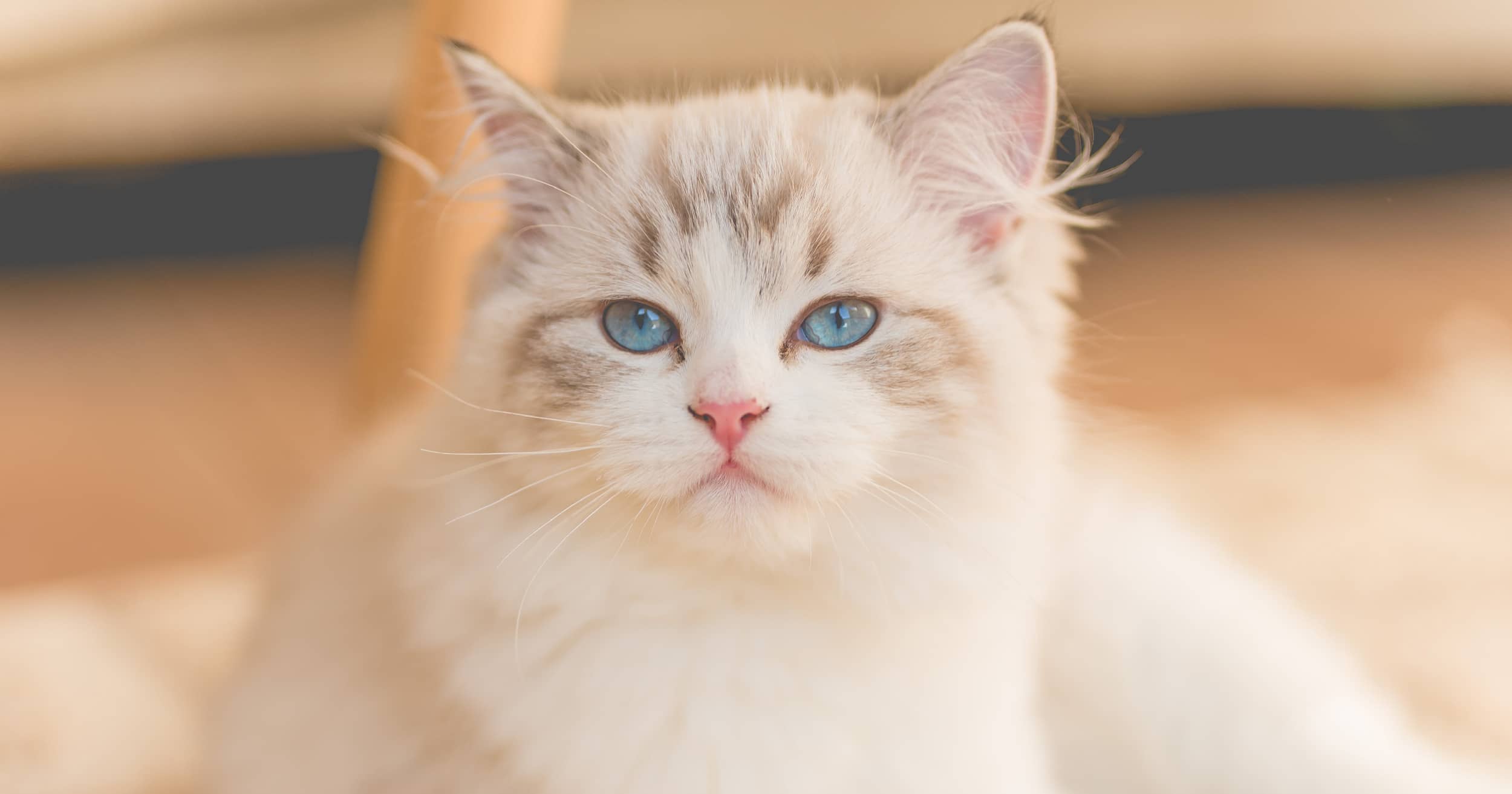 A close-up of a white cat with blue eyes.