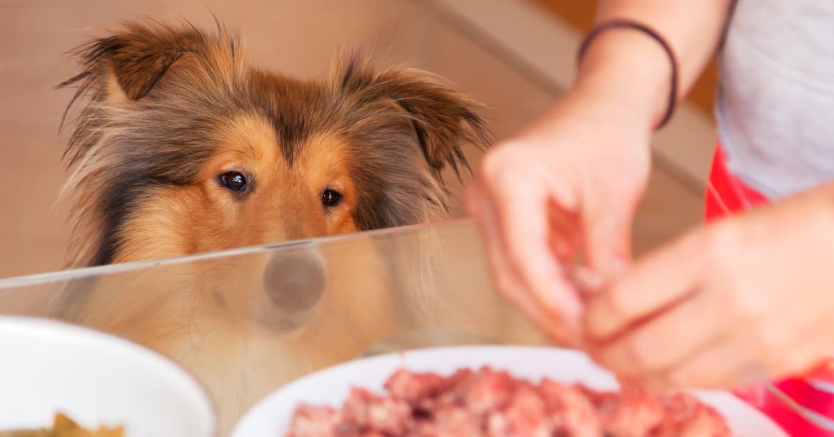 A Collie dog staring at food being prepared on a table.