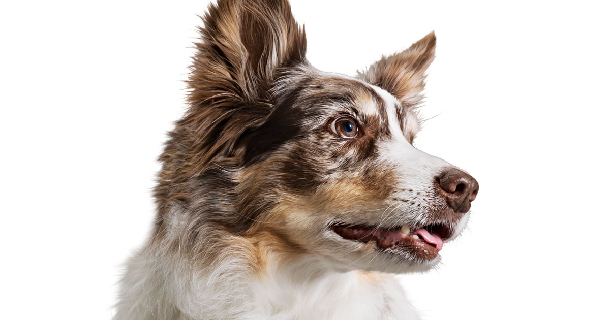 A close-up of a dog looking off in the distance.