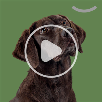 A brown dog looking up and to the left with a video 