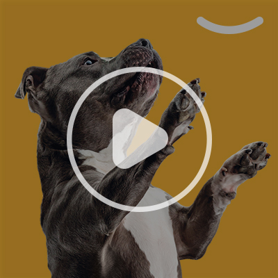 A brown-and-white dog standing on its hind legs with a video 
