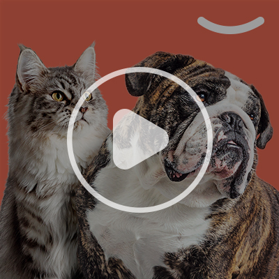 A cat and a dog with a video 