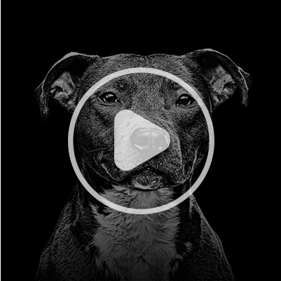 A dog staring at the camera with a video 