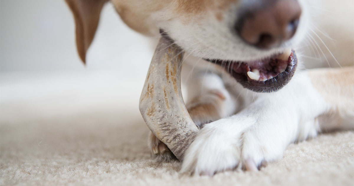 Dog Chewing on a Real Bone | Diamond Pet Foods