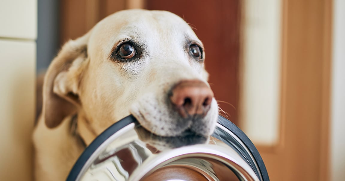 A dog holding a food bowl in its mouth.