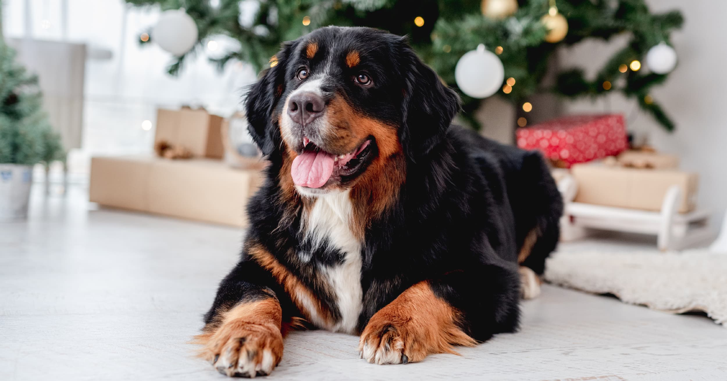 A black, white and tan dog lying on the floor in front of a Christmas tree.