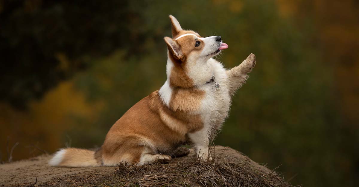 A corgi standing on a hill raising its left paw in the air.
