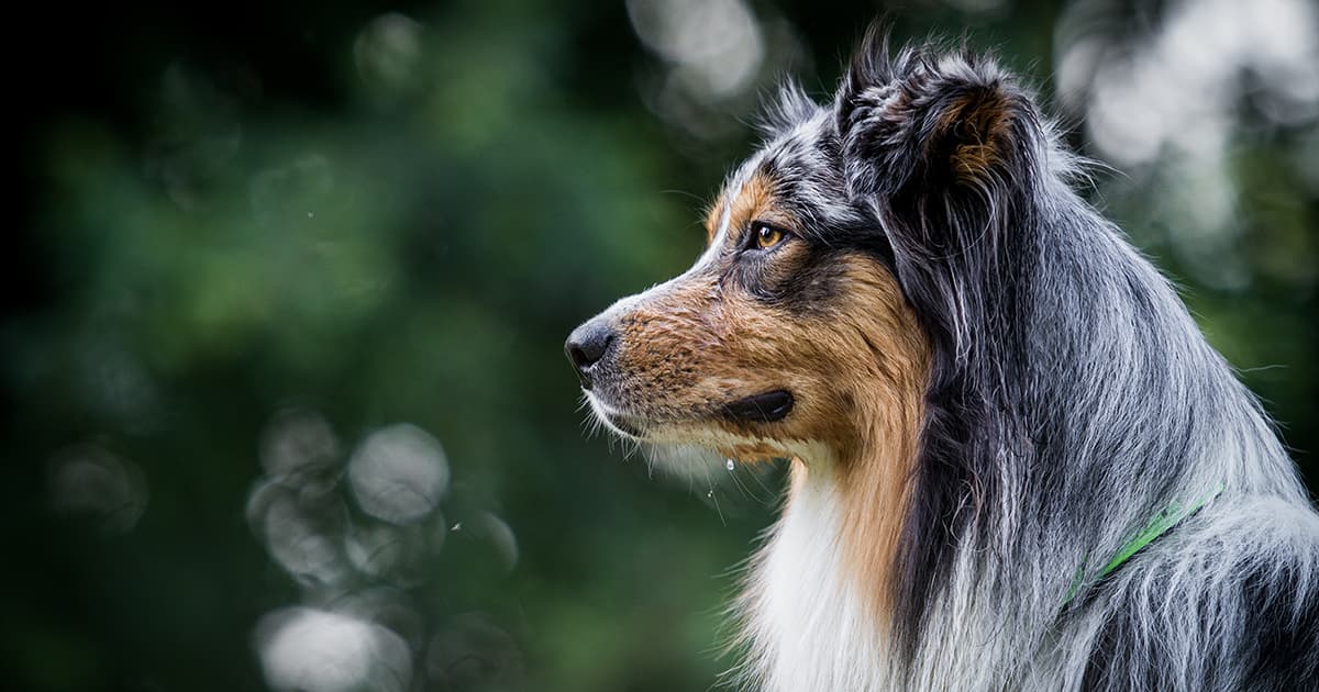 A close-up of a dog with long, thick fur.